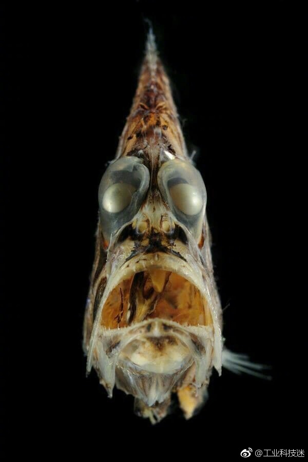 可怕的深海生物    (特别声明:以上文章内容仅代表作者本人观点,不