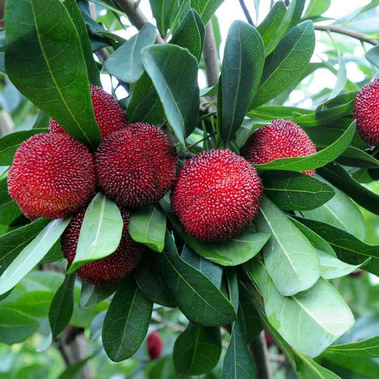 适合懒人种的果树!容易养活结果多,吃不完直接拿去卖