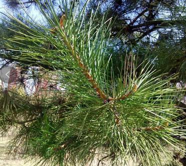 有舒筋,止血的用途马尾松一身是宝,大家在逛公园还是得手下留情哦!