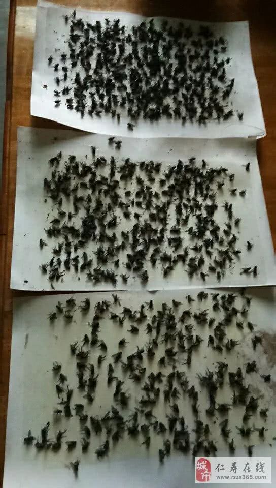 仁寿龙门村苍蝇成灾,密集症慎点入!太恶心人了!