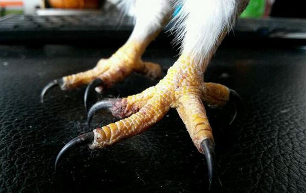 凭借自己锋利的爪子独领风骚的物种, 每一个的杀伤力都