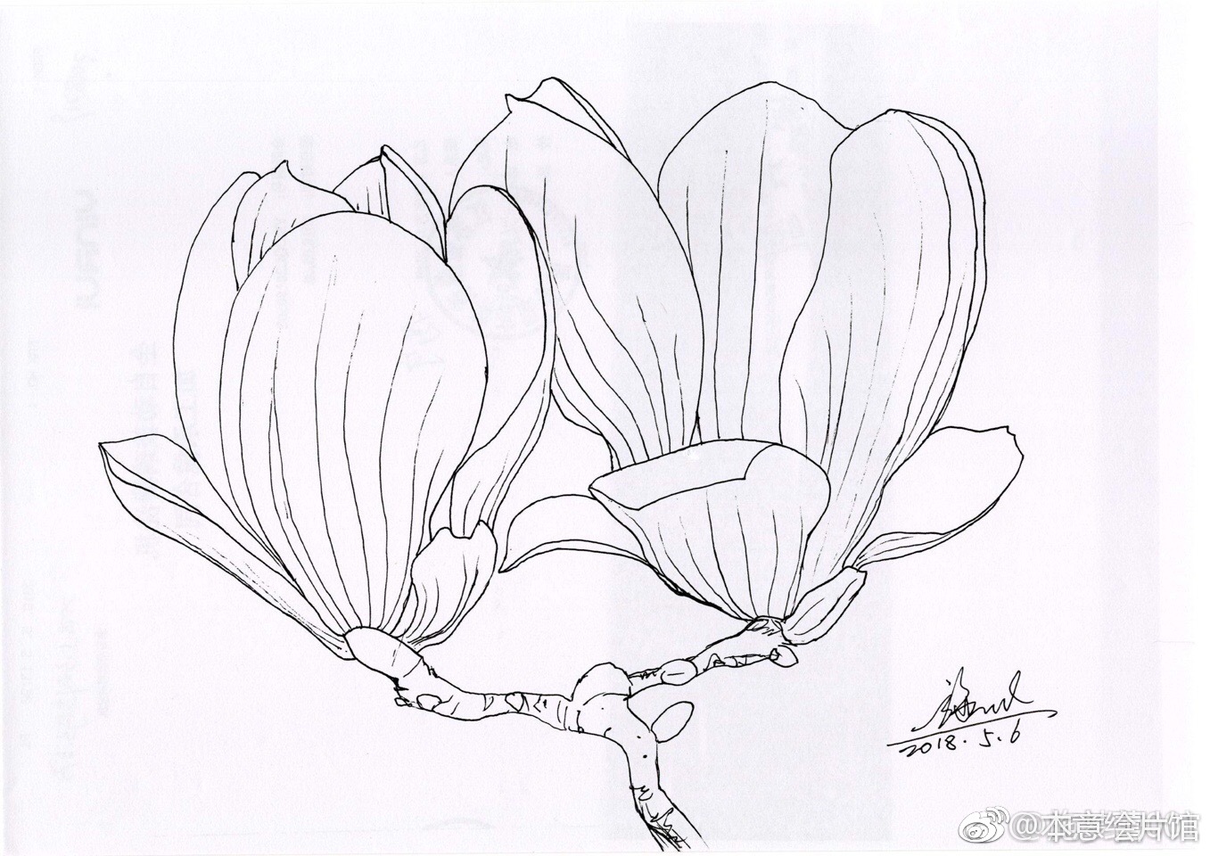 黑白花卉线稿一组 | 绘画