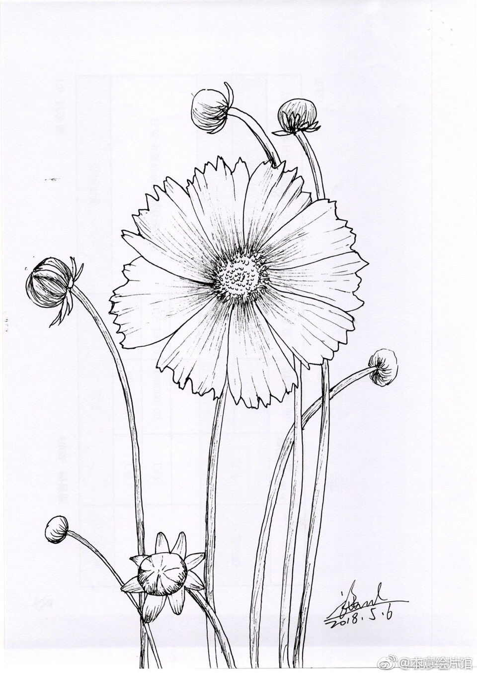 黑白花卉线稿一组 | 绘画