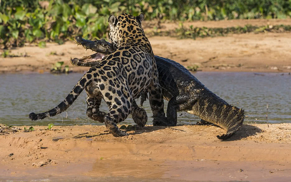 美洲豹捕杀鳄鱼:干净利落!