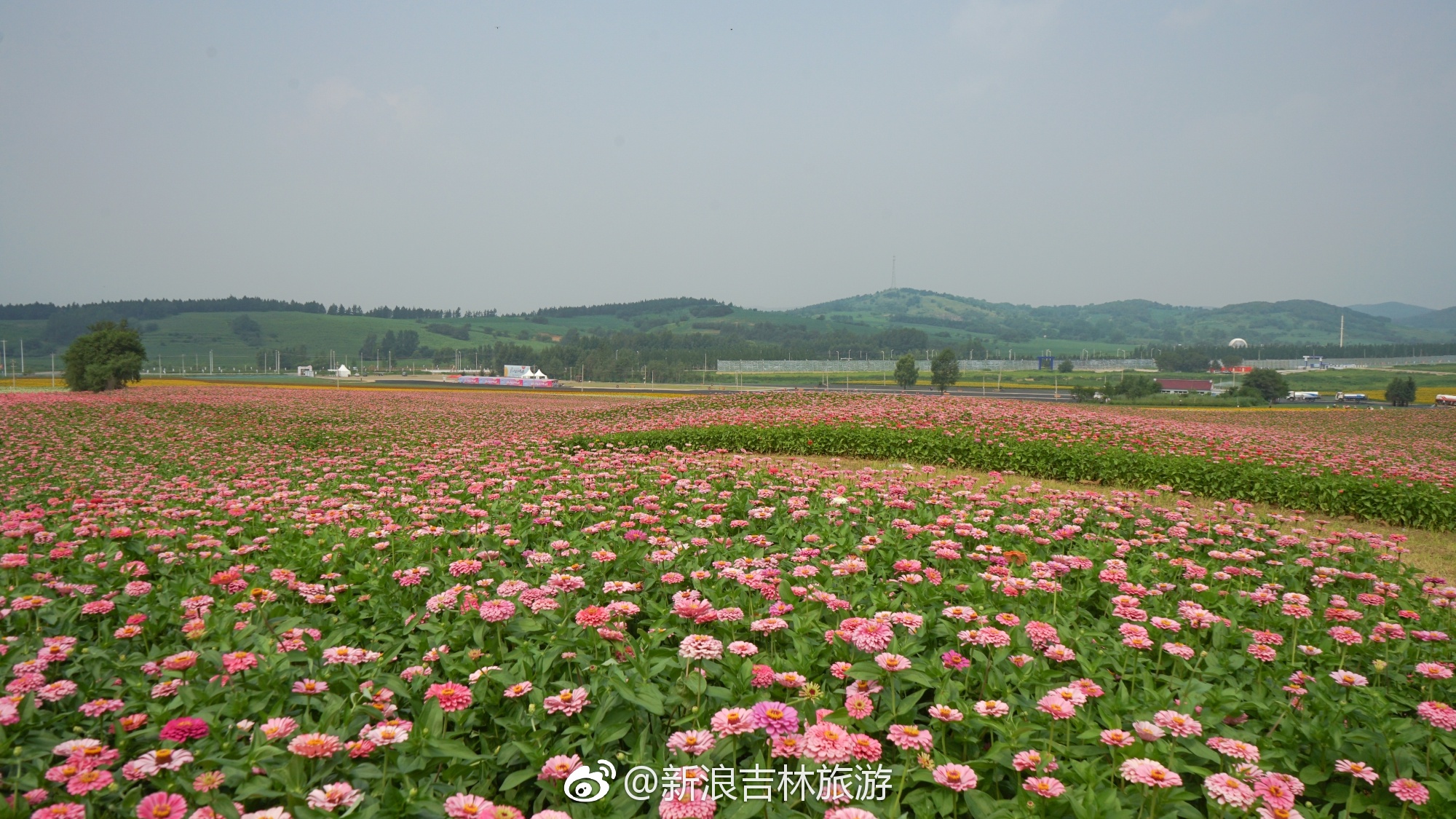莲花山花海|百花园里百花迎客