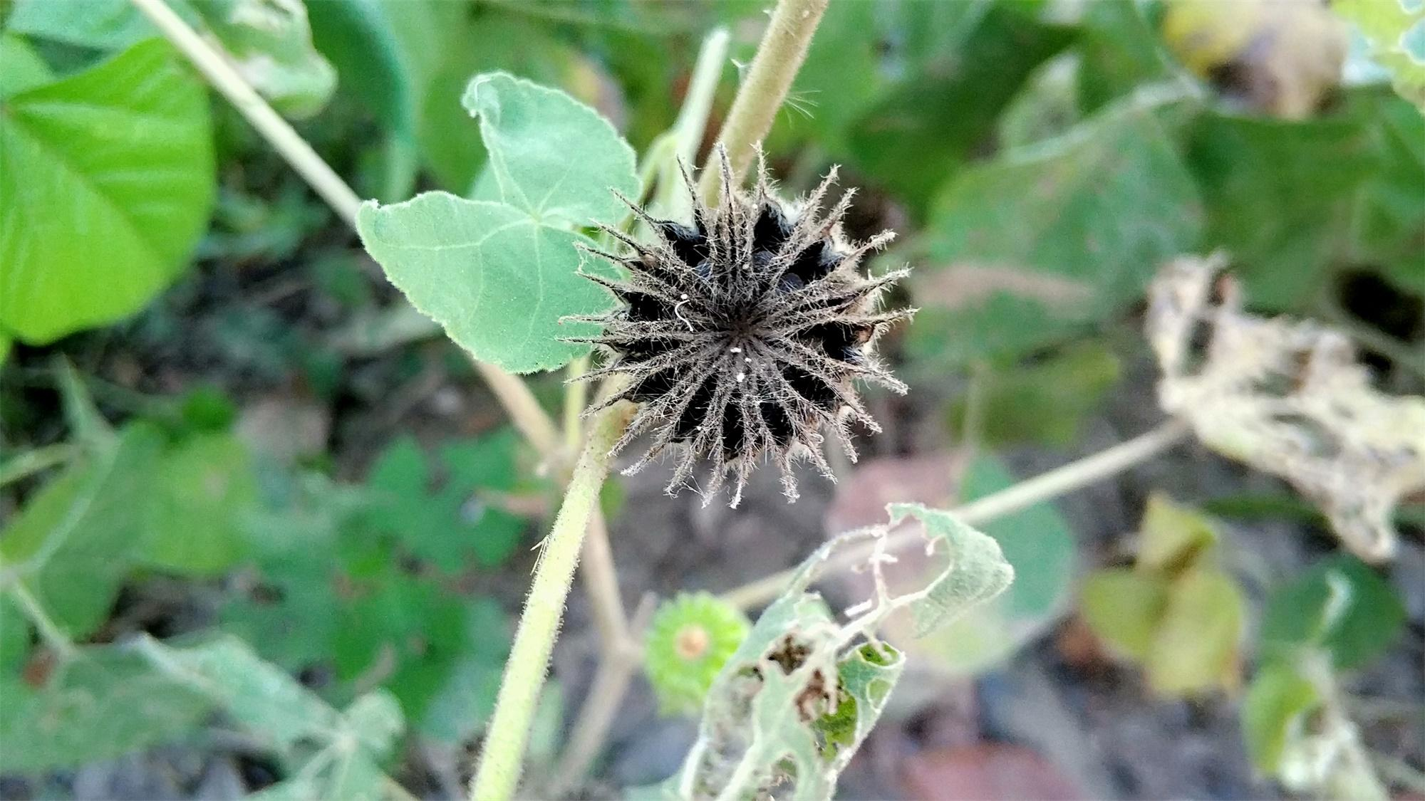 苘麻全草均可入药,其中它的果实被称作"苘麻子",入药具有清热利湿