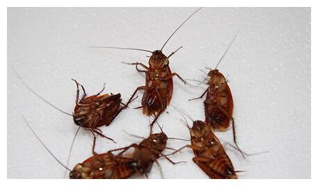 为什么蟑螂不能用脚踩?今天终于知道了