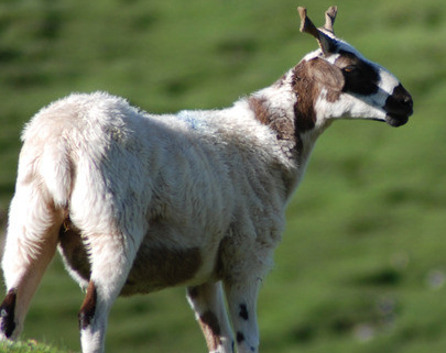 因为苦口婆心而得到丰厚回报的三大生肖,他们的命运都很好