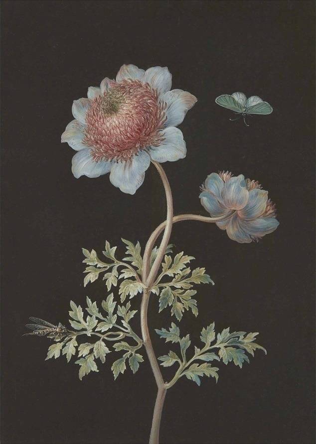 18世纪德国画家barbara regina dietzschc笔下的植物肖像.