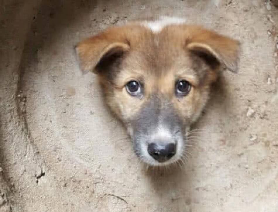 主人外出去办事,回来看见狗狗半截身子,走过一看笑到飙高音