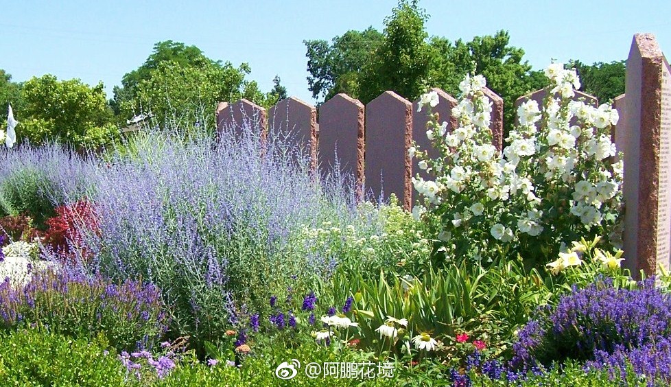 蓝色花境来一波|花境|蓝色_新浪新闻