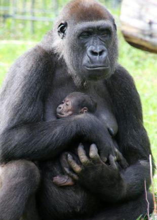 大猩猩很疼爱猩猩宝宝天天抱在自己的怀里