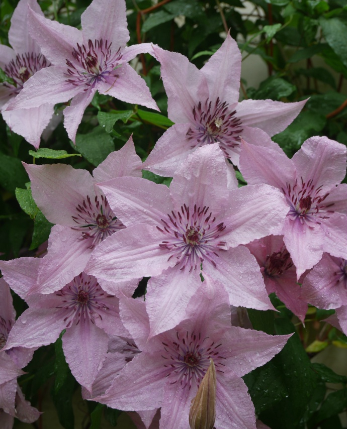 铁线莲如梦耐荫好品种