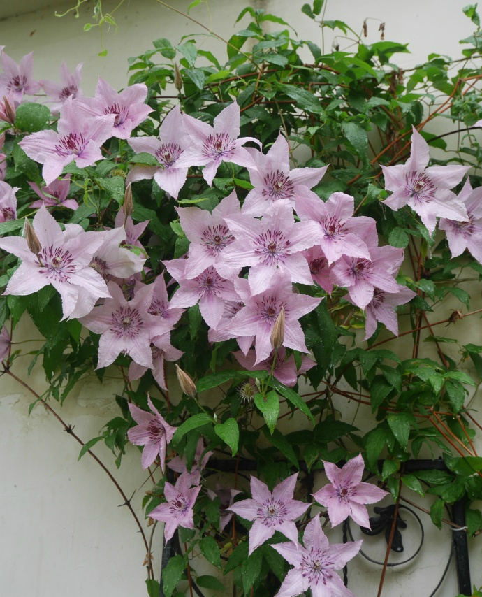 铁线莲如梦耐荫好品种