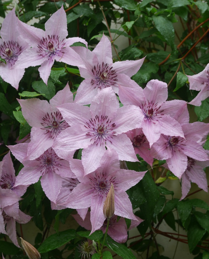 铁线莲如梦耐荫好品种