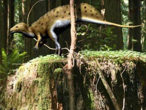 脊背龙克柔龙falcatus falcatus伤龙赵氏小盗龙煤龟冰脊龙驼背昆卡猎