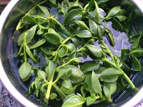 夏天就得这样吃,2 分钟出一锅,全家停不了筷|三七叶|三七|蚝油_新浪