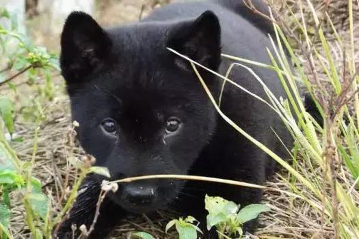 一点都不惭愧丨我家的狗叫中华田园犬|土狗|狗|田园_新浪新闻
