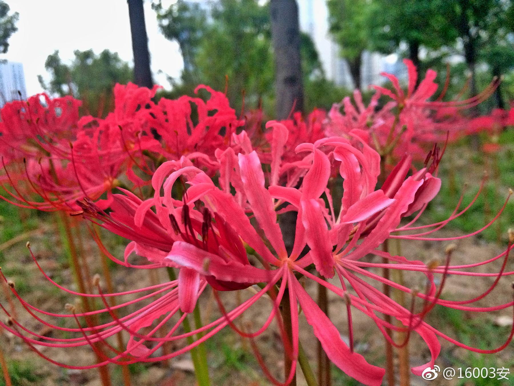 火照三途近林深彼岸开