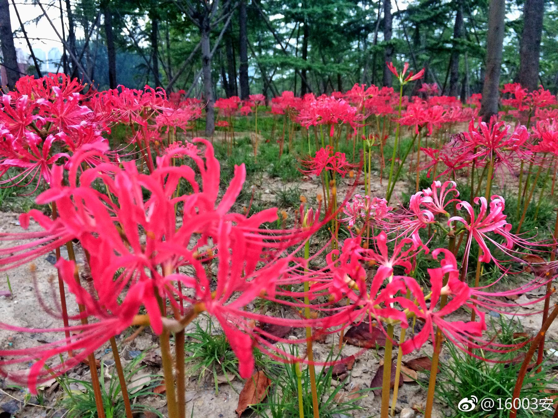 火照三途近林深彼岸开