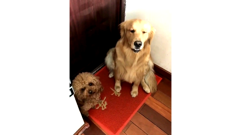 主人要出门办事,金毛和泰迪心里不乐意,死死守住门口