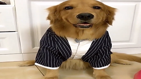 金毛轮胎小西服穿的老帅了看着真招人喜欢么么哒