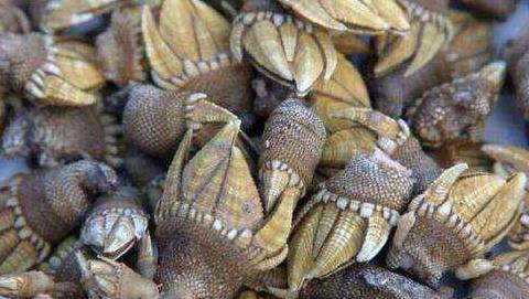 来自地狱的海鲜佛手螺大连人作为待客上品客人却不敢吃