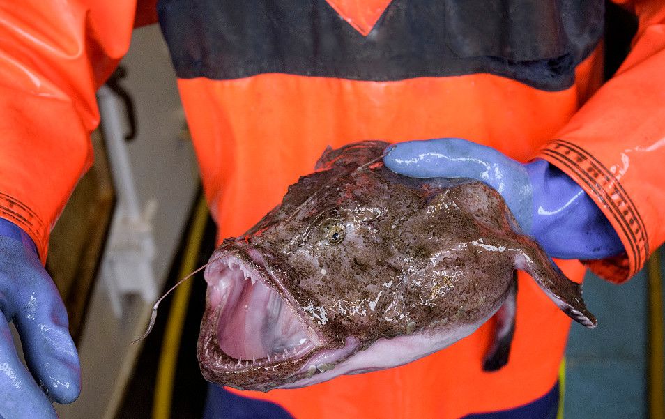 这种鱼被称为天下第一丑,却比鹅肝还营养,比海参还养颜