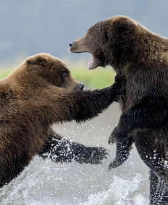 残酷的大自然, 比两只母老虎打架更恐怖的, 是两只母熊打架!