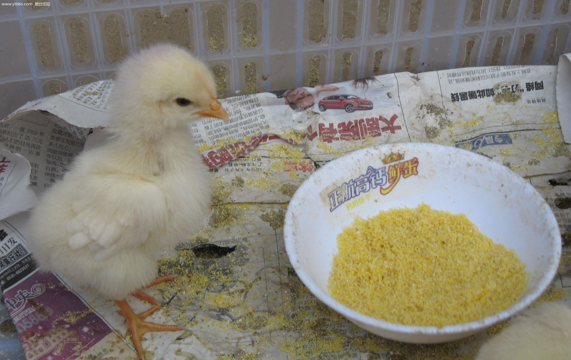 刚孵化十天的小鸡智商超过金毛网友不得不承认非常牛