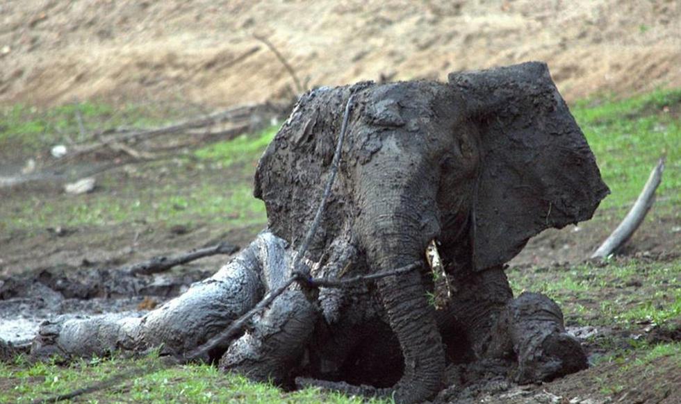 众多居民在泥潭附近忙里忙外, 只为救起深陷泥潭小象