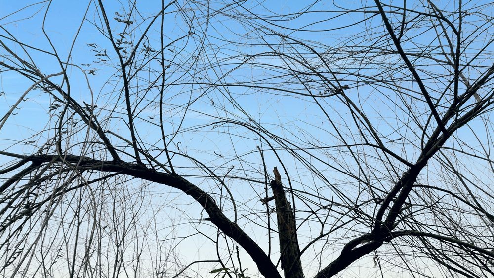 湖南衡阳:天气逐渐寒冷,蒸水河畔枯败的柳条依然迎风劲摆