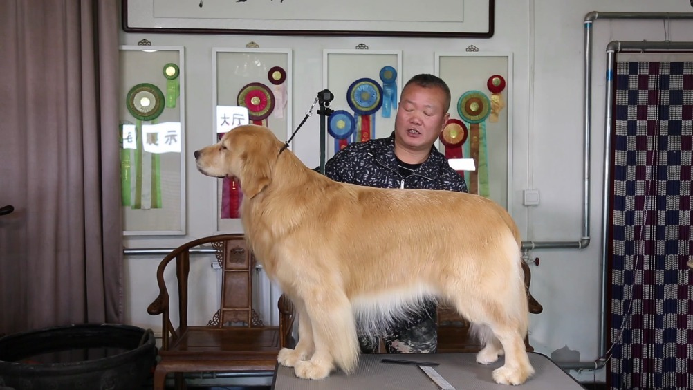 最美的金毛狗狗 应该长啥样子;海润犬舍主理人刘载春,是中国繁殖金毛