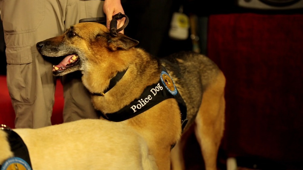《战犬瑞克斯》点映获赞 人犬情深看点十足