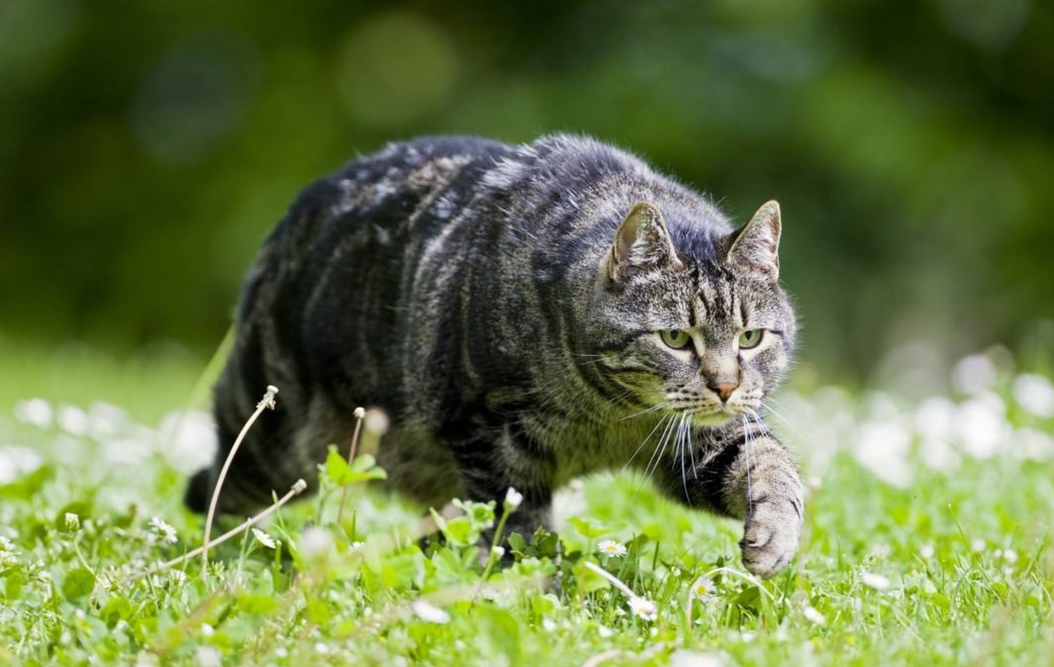 猫为什么走路只有两个脚印喵星人因为这样走路优雅高贵