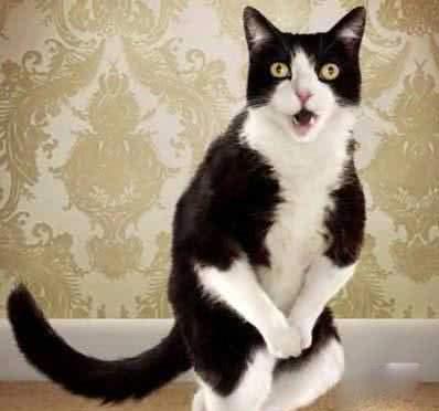 看动物搞笑的表情总会不自觉的想到点什么