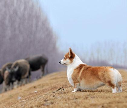 发现柯基另一面, 放牛娃!