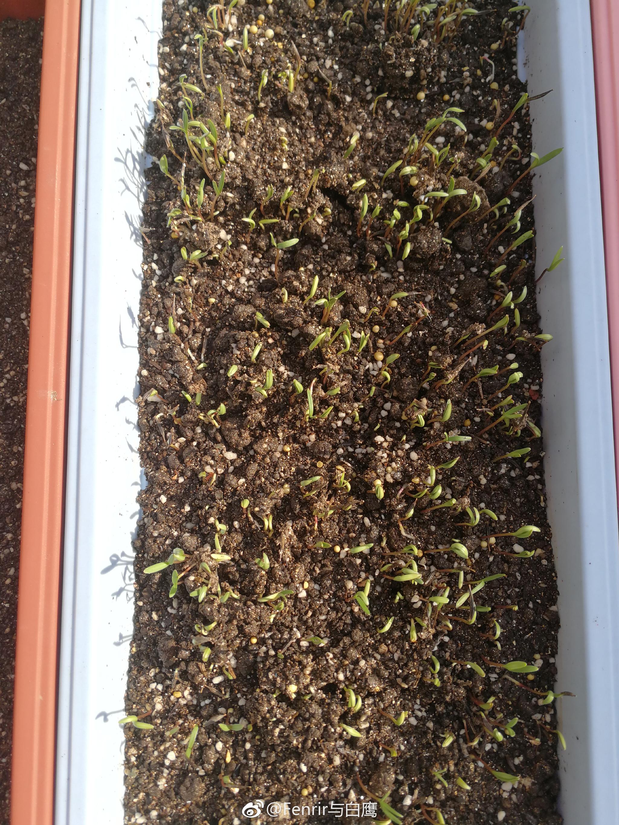 工作室欧式花园里,把铜钱草半水半土种下了,前天种下的波斯菊种子发芽