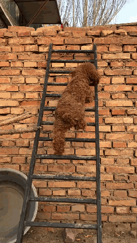 我家泰迪居然学会爬梯子了,你是去隔壁找小花么?