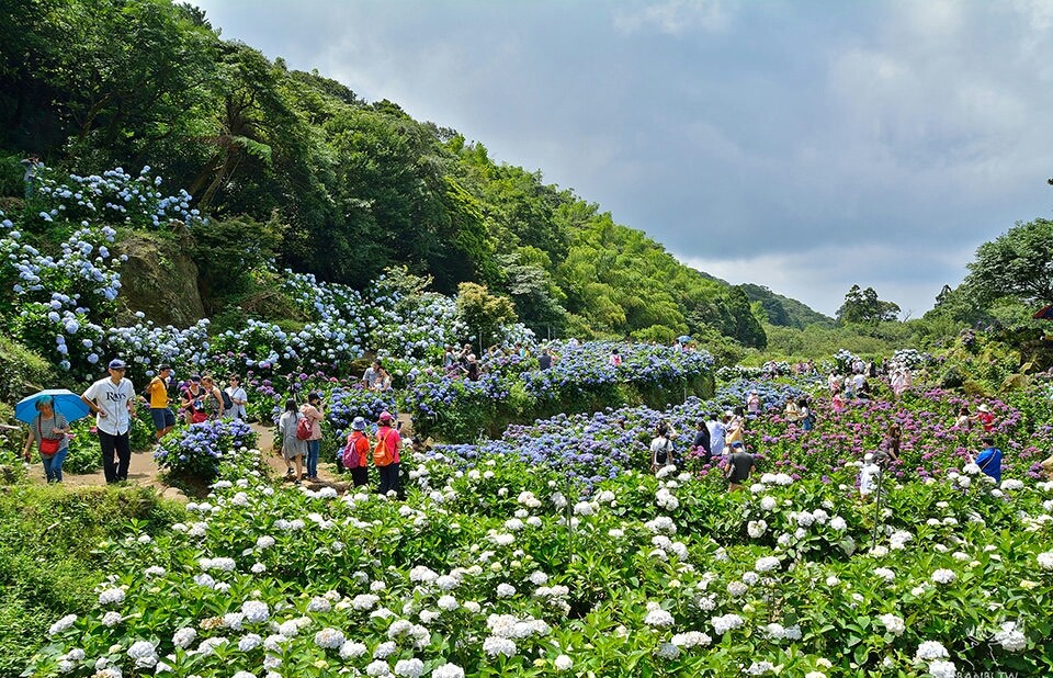 不用到日本 也可以在台北阳明山見到最美梦幻紫阳花