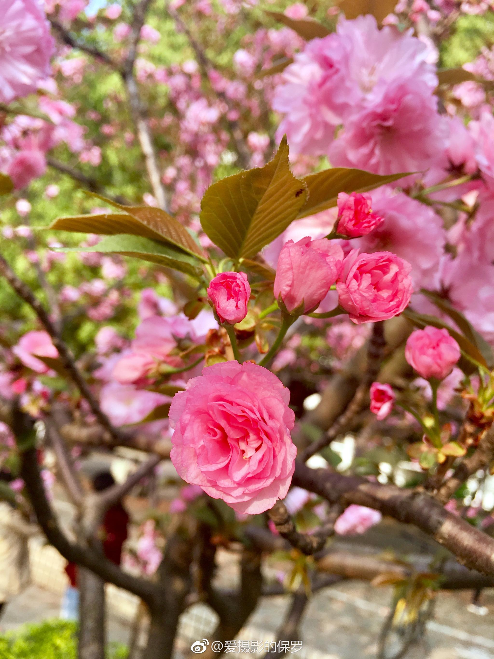 花卉摄影·日本晚樱繁花似锦就是你!(图片拍摄于湖北工业大学)