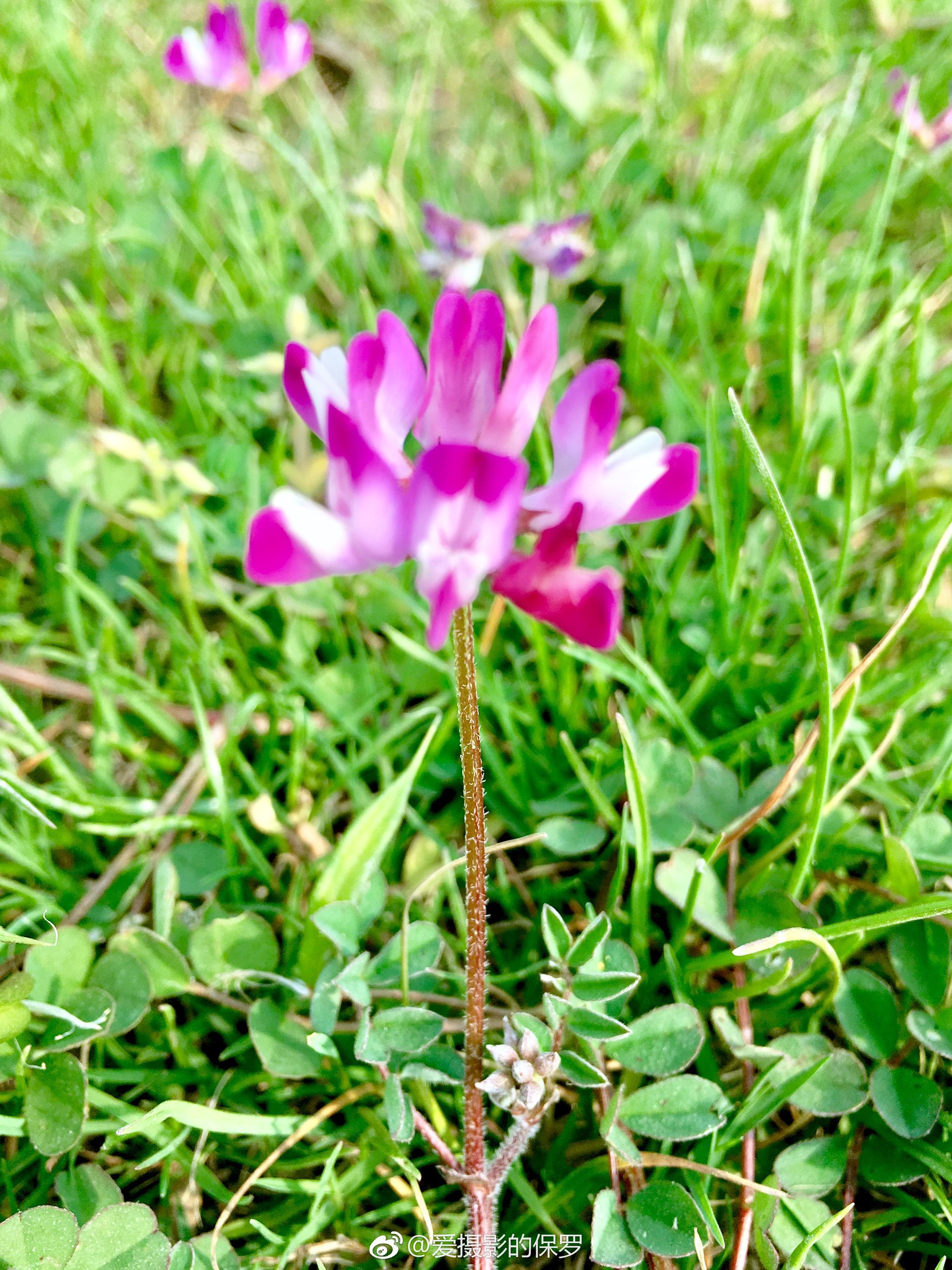 紫云英,难得一见了