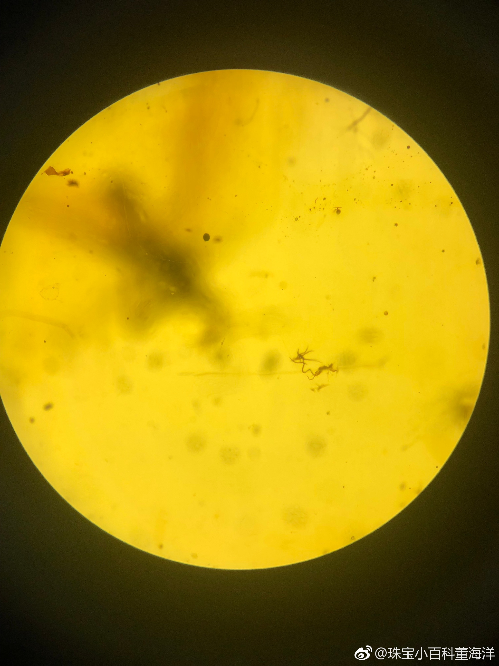 虫珀里的微观世界这只奇蝽被封存的姿态也太优美了这是在跳舞么