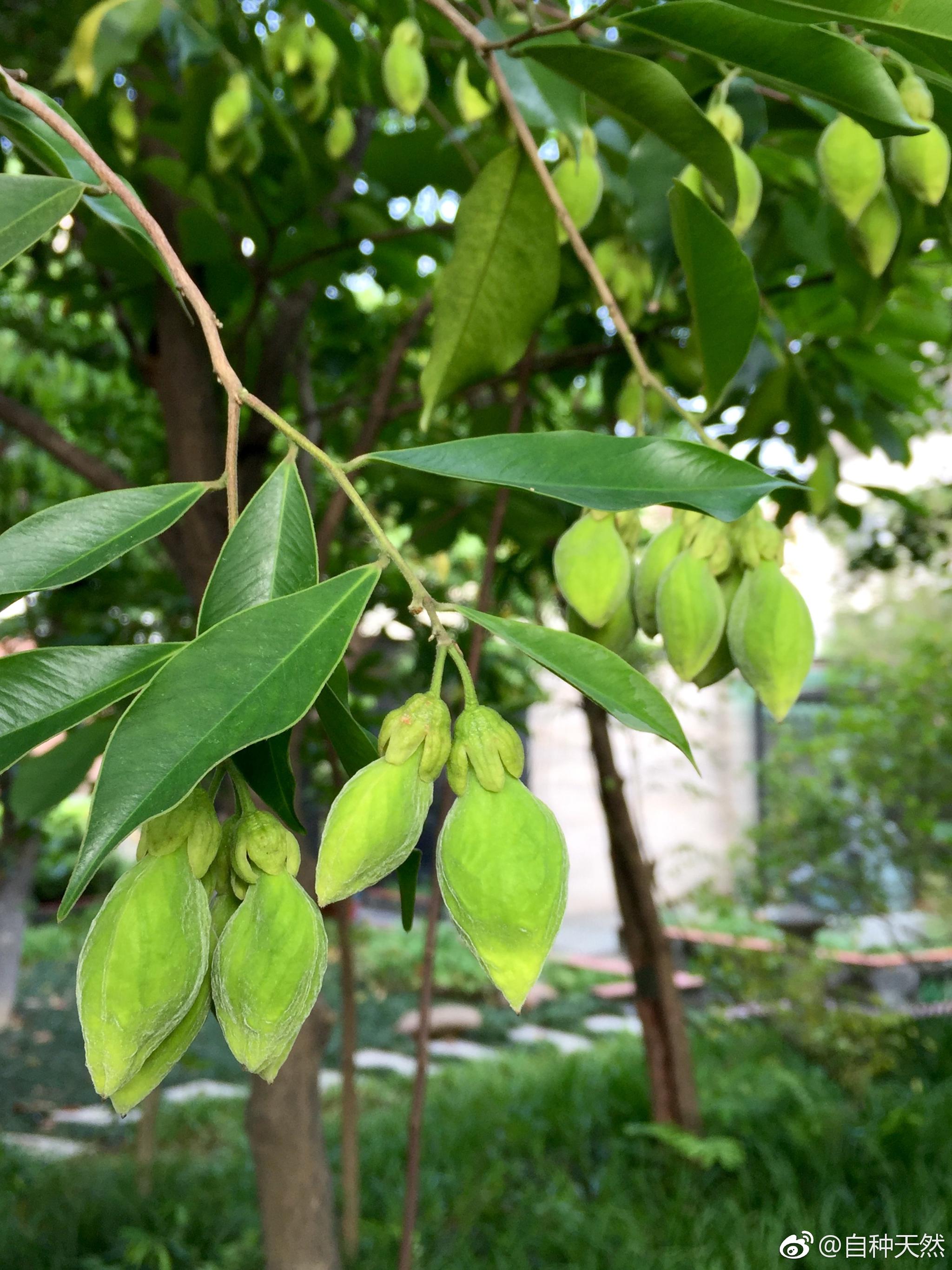 广州神农草堂里的九种夏果子不知是否有人能认得全