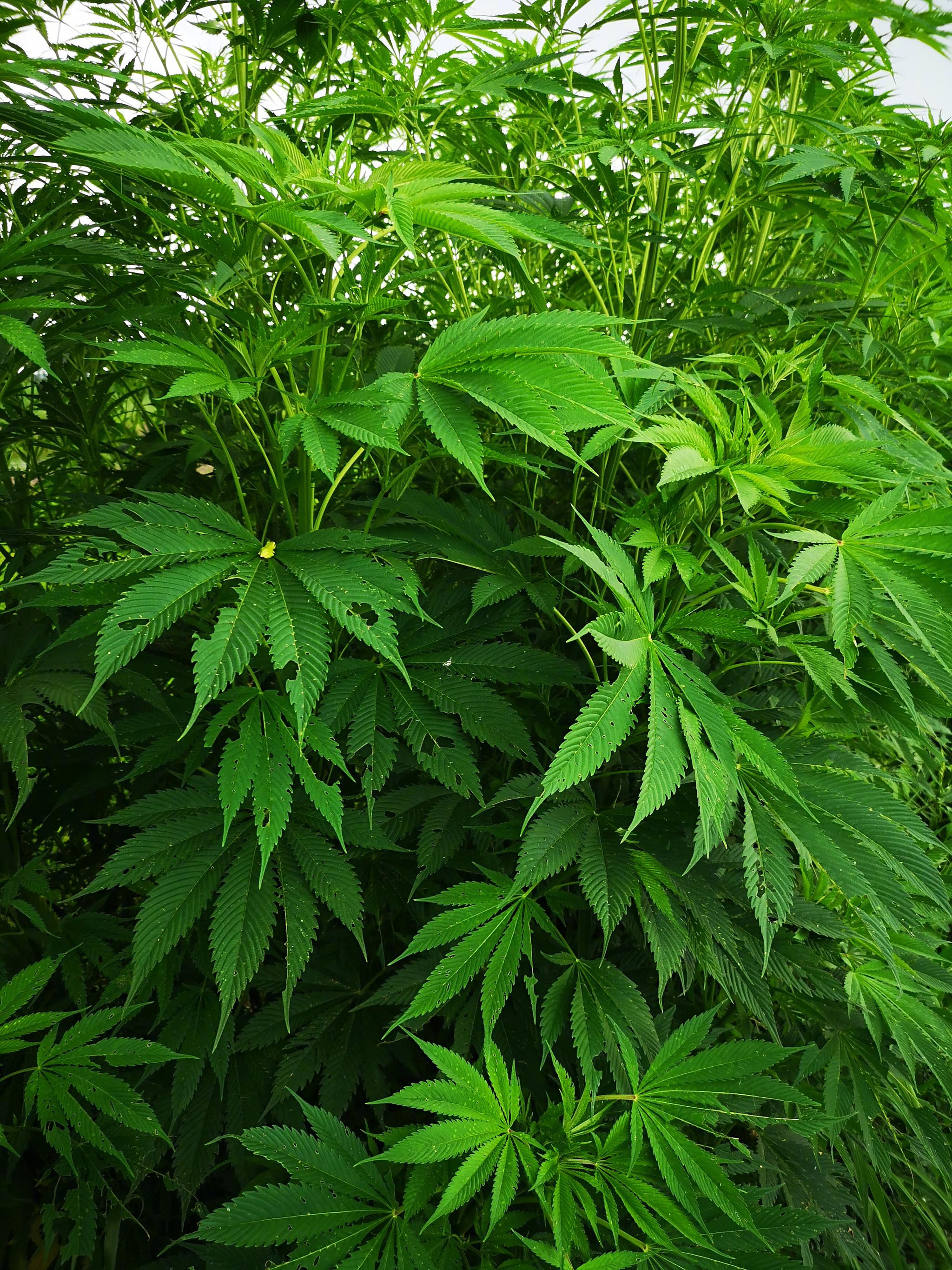 大麻了解一下大麻一般能长到13米种植可剥麻收子有雌有雄