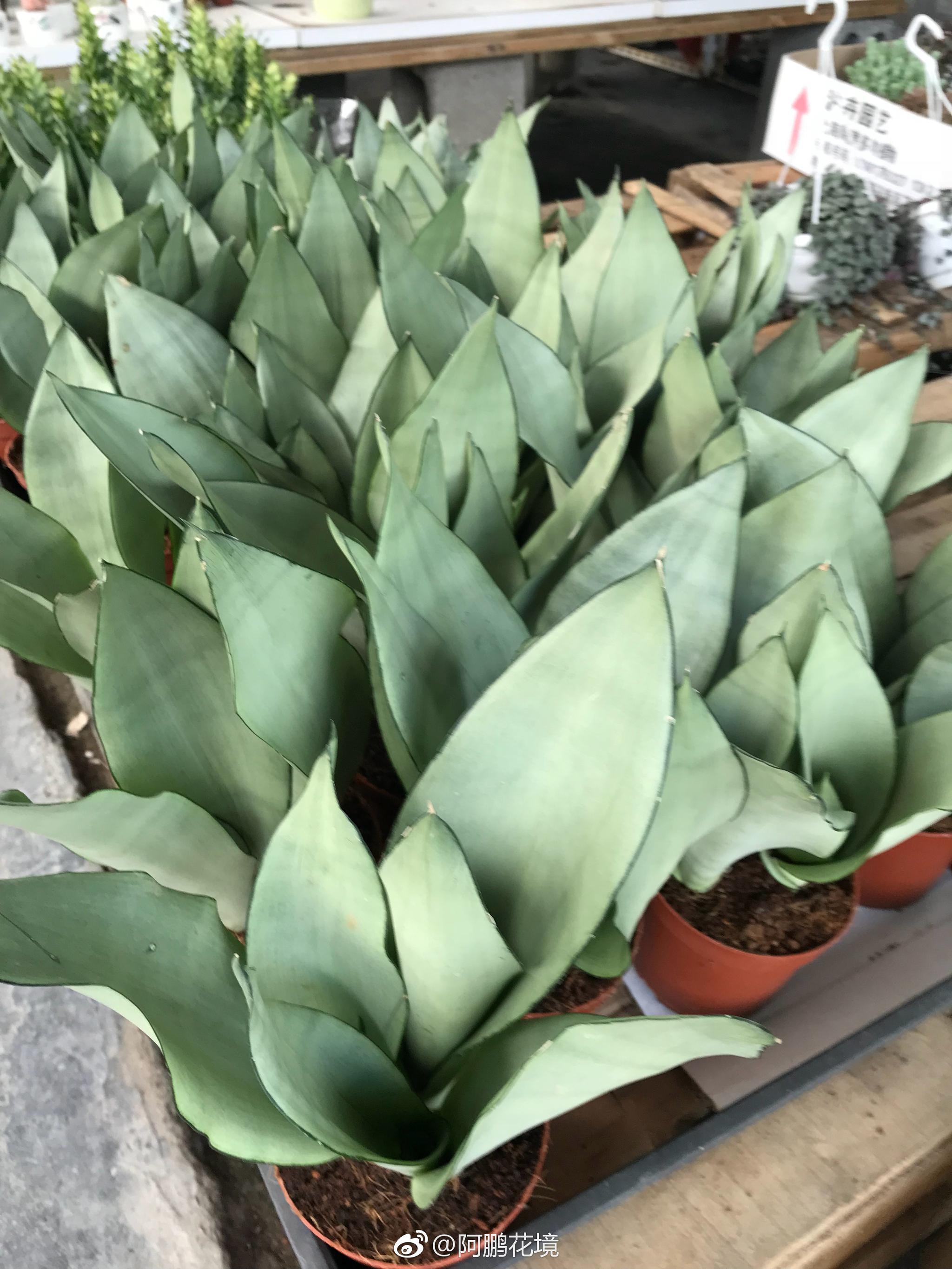 白玉虎皮兰很ins