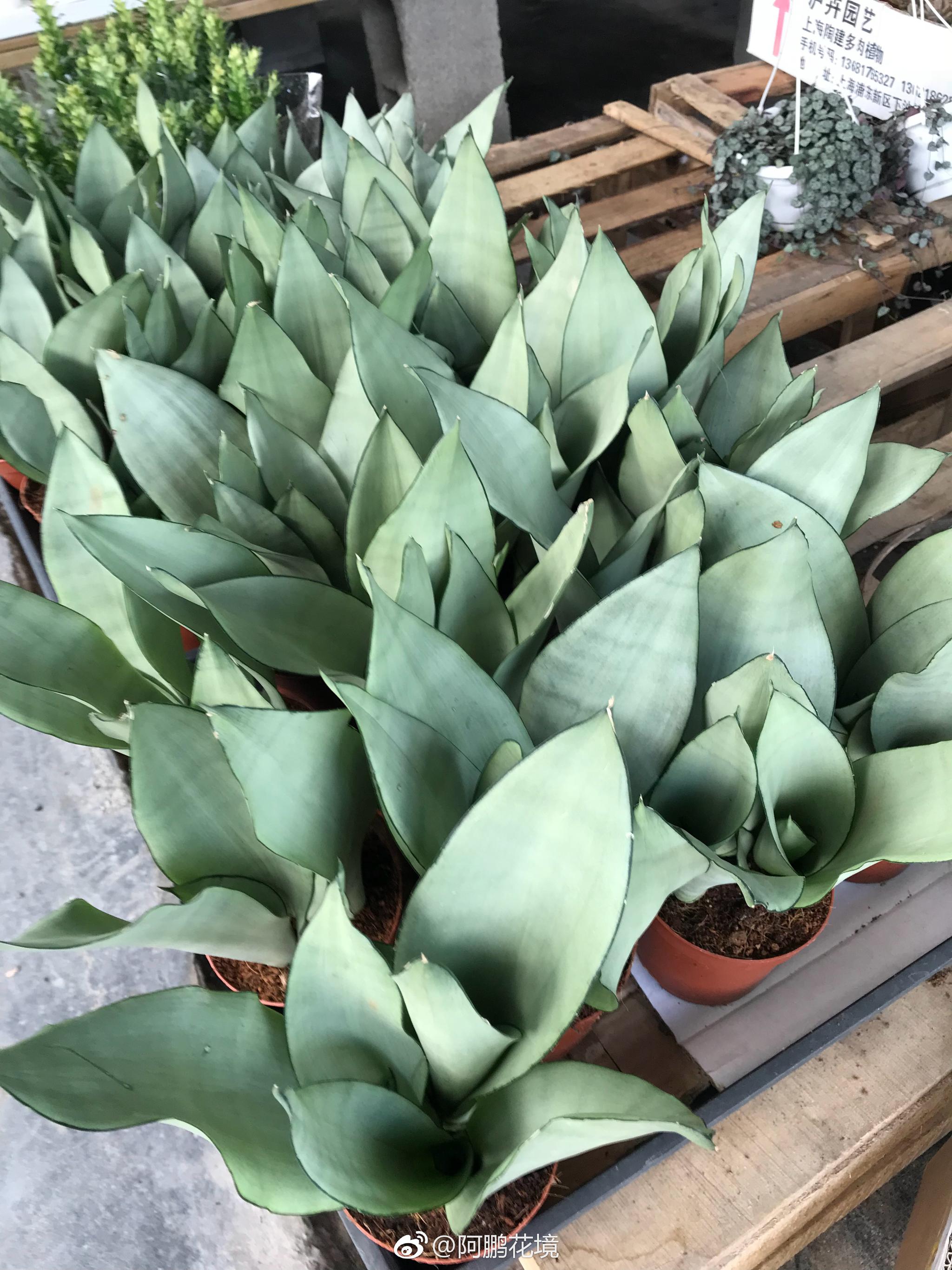 白玉虎皮兰很ins