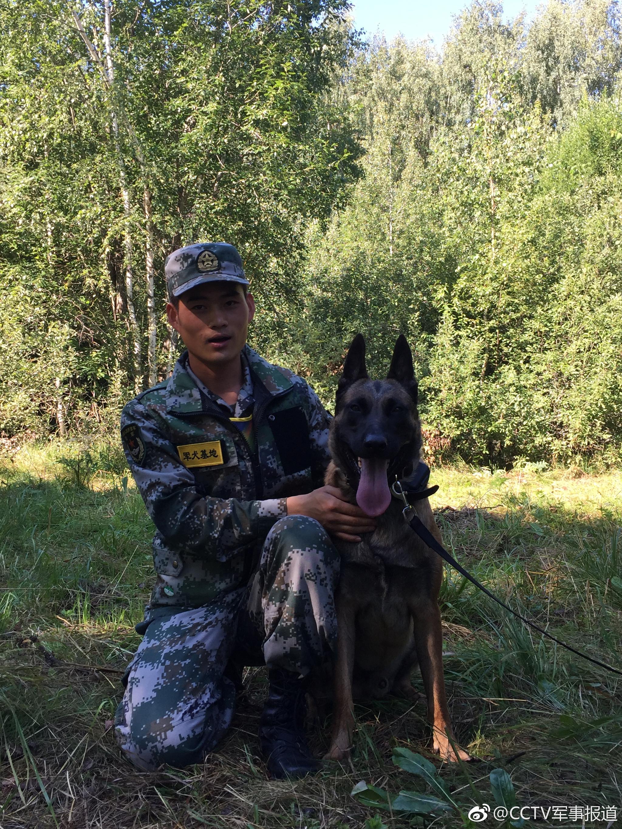 赛场直击萌犬为国出征耳朵上的编码竟然是