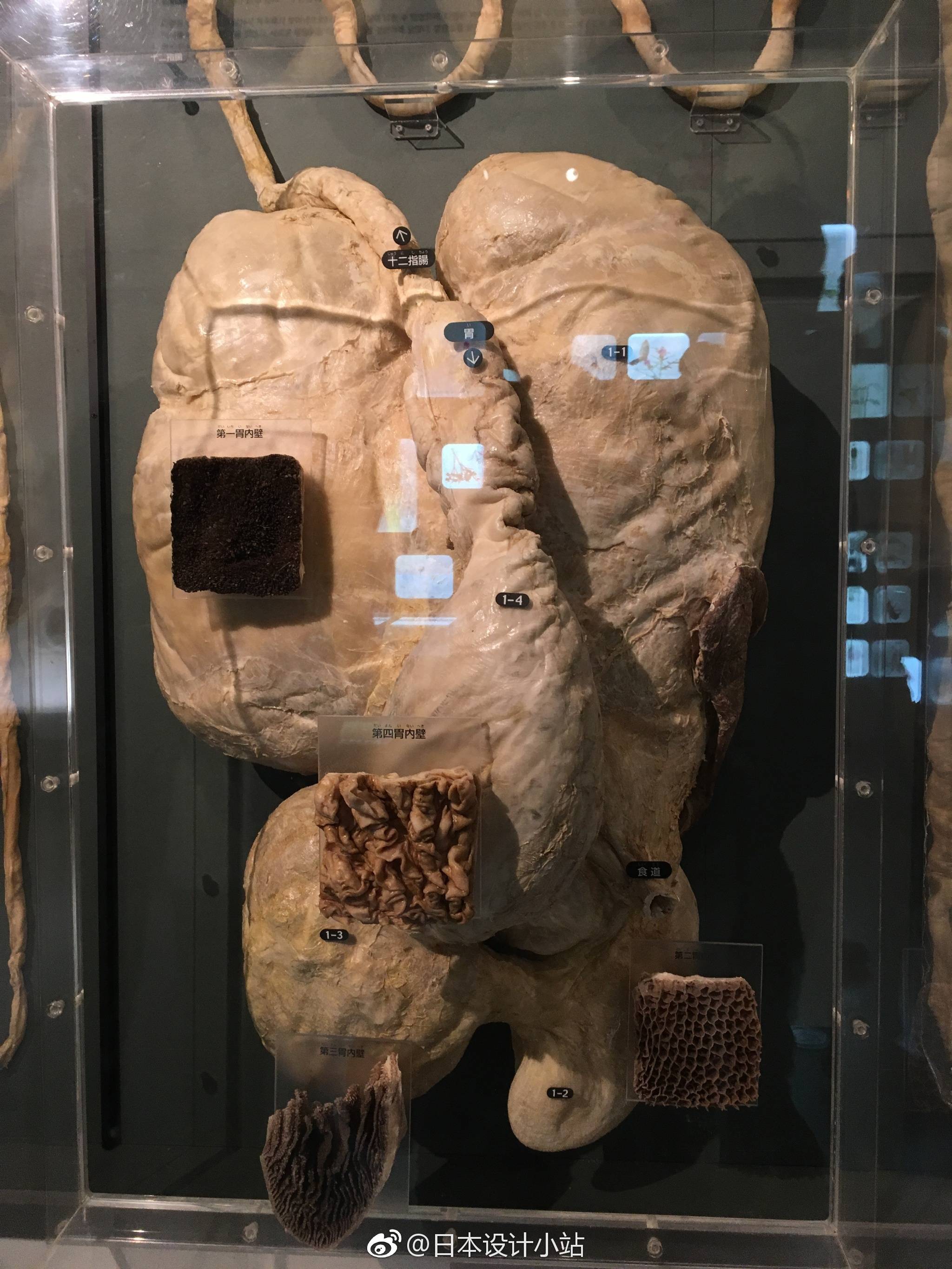 上野国立科学博物馆展出的牛胃解剖,辣个第三胃内壁看着不错
