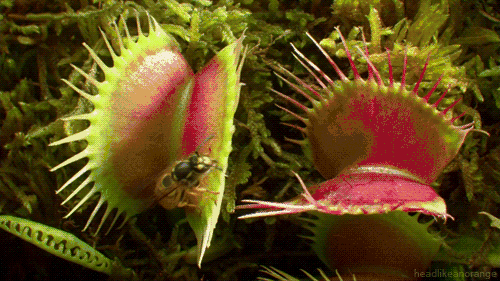 大多数的植物都是悄无声息的静态生长,那么你见过会动的植物吗